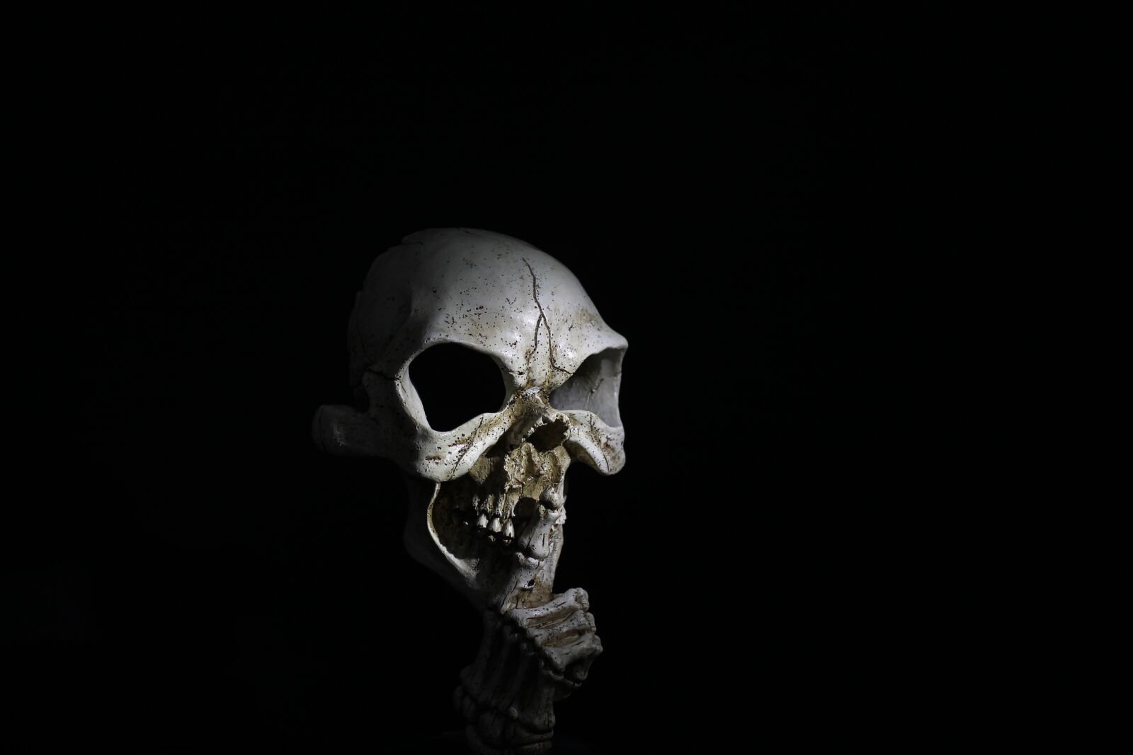 Canon EOS 1100D (EOS Rebel T3 / EOS Kiss X50) + Canon EF 50mm F2.5 Macro sample photo. Skull, horror, skeleton photography