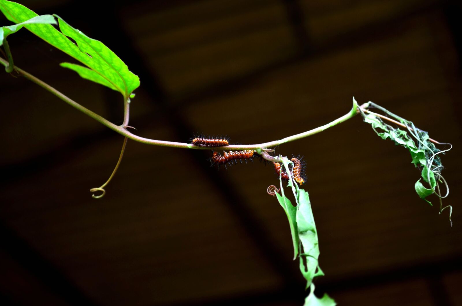 Nikon D5100 sample photo. Caterpillar, insect, leaves, branch photography