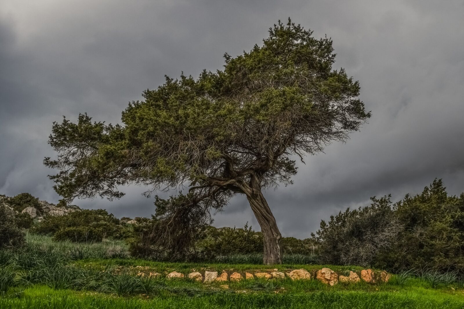 Nikon D3300 sample photo. Tree, meadow, landscape photography