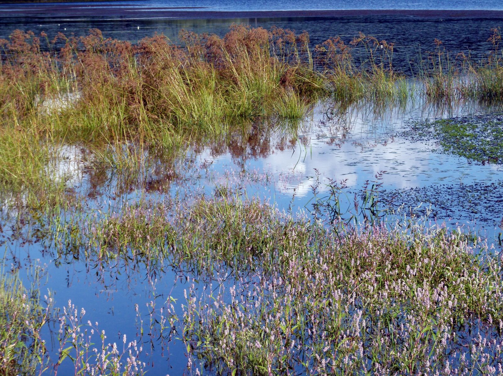 Panasonic Lumix DMC-FZ100 sample photo. Weeds, water, lake photography
