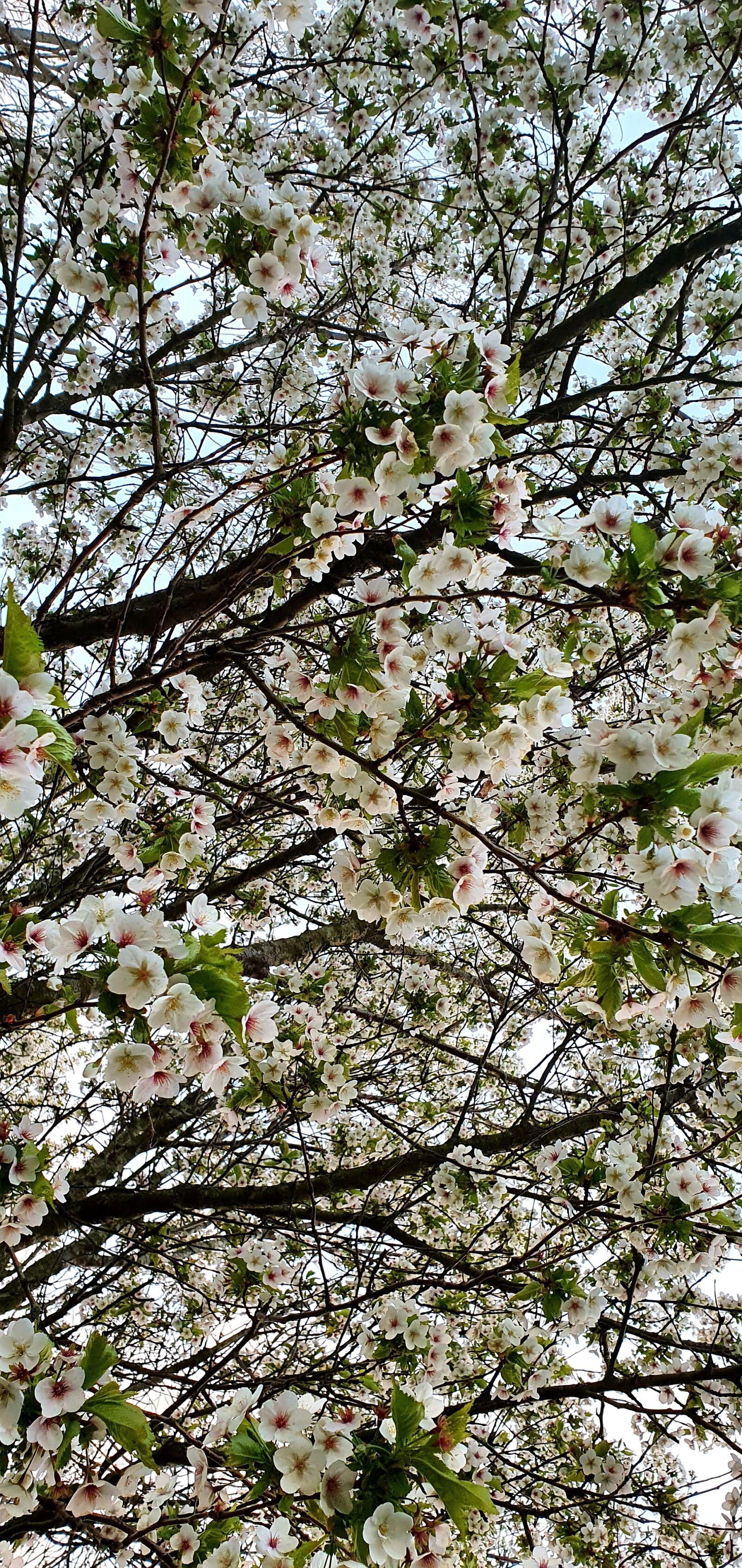 Samsung Galaxy S10+ sample photo. Blossom, spring, tree photography
