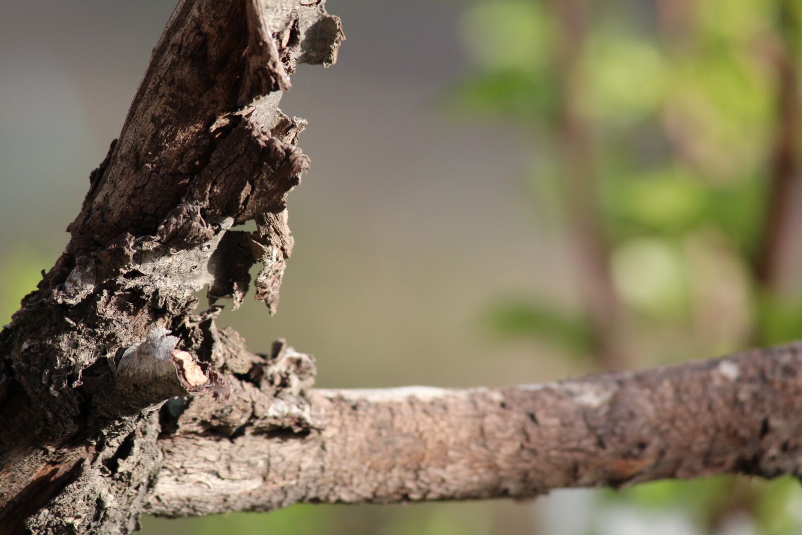 Canon EOS 600D (Rebel EOS T3i / EOS Kiss X5) sample photo. Tree, nature, outdoors photography