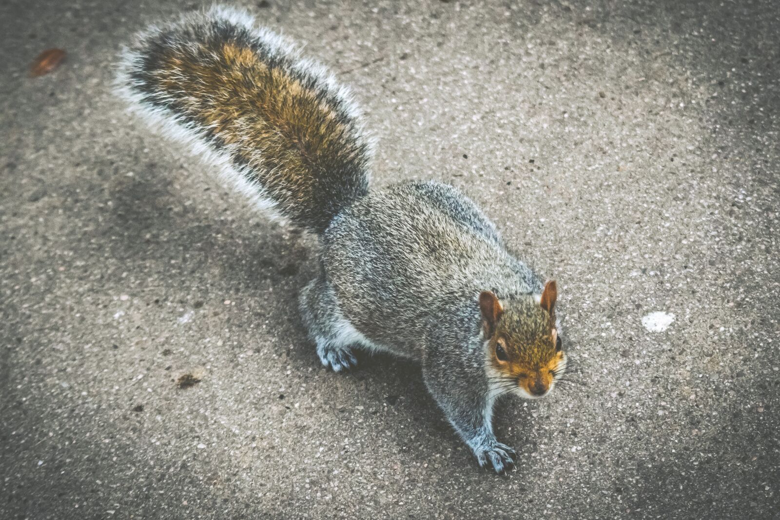 Nikon D3300 sample photo. Squirrel, animal, rodent photography