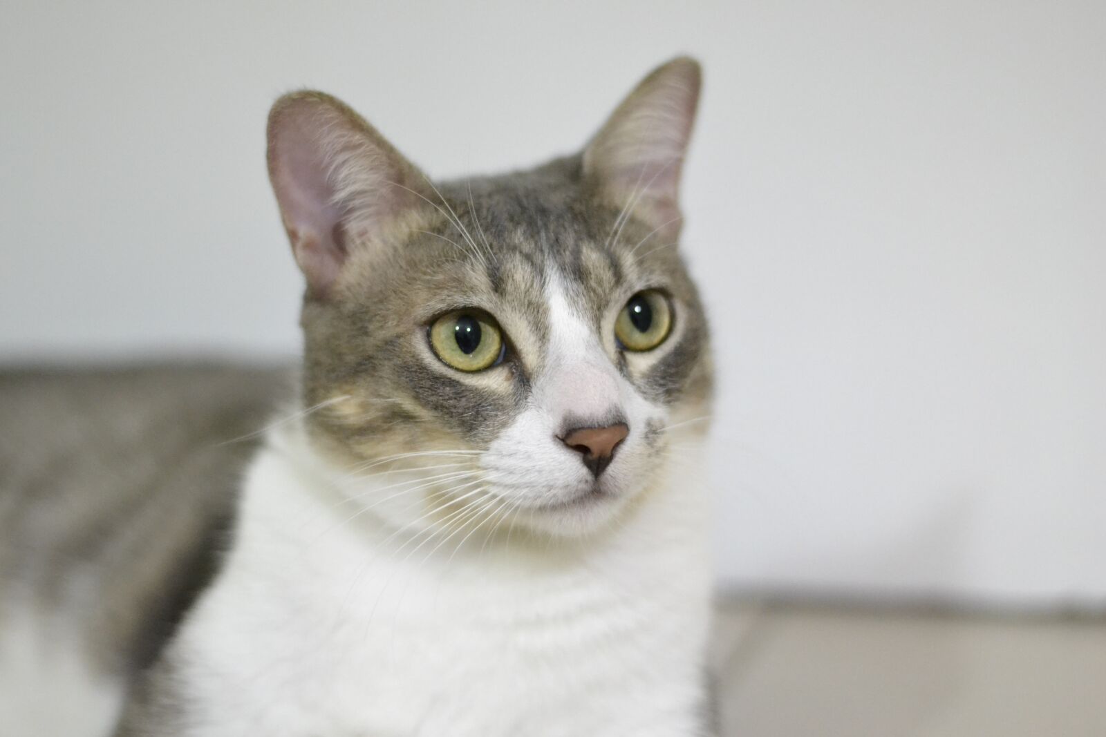 Nikon D3100 sample photo. Cute, cat, pet photography