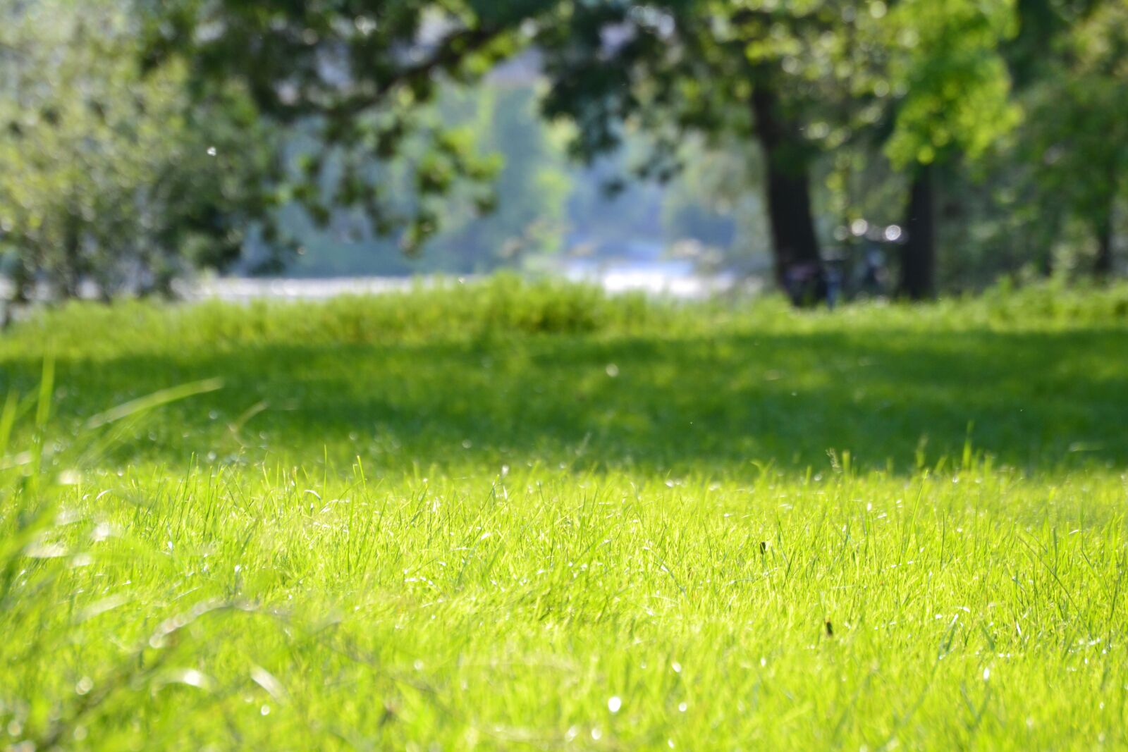 Nikon D3100 sample photo. Summer, tree, park photography