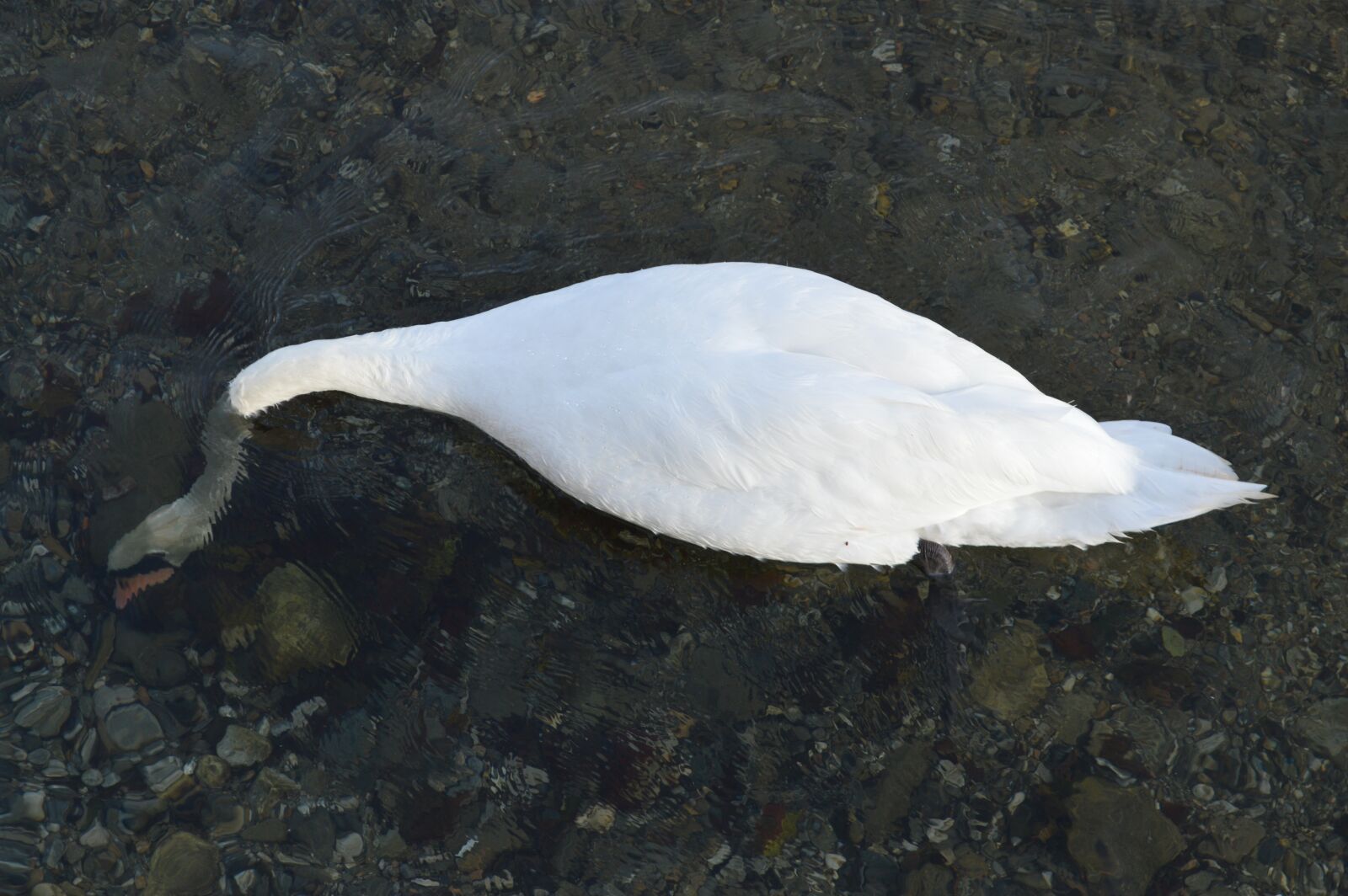 Nikon D3200 sample photo. Swan, immersed, water photography