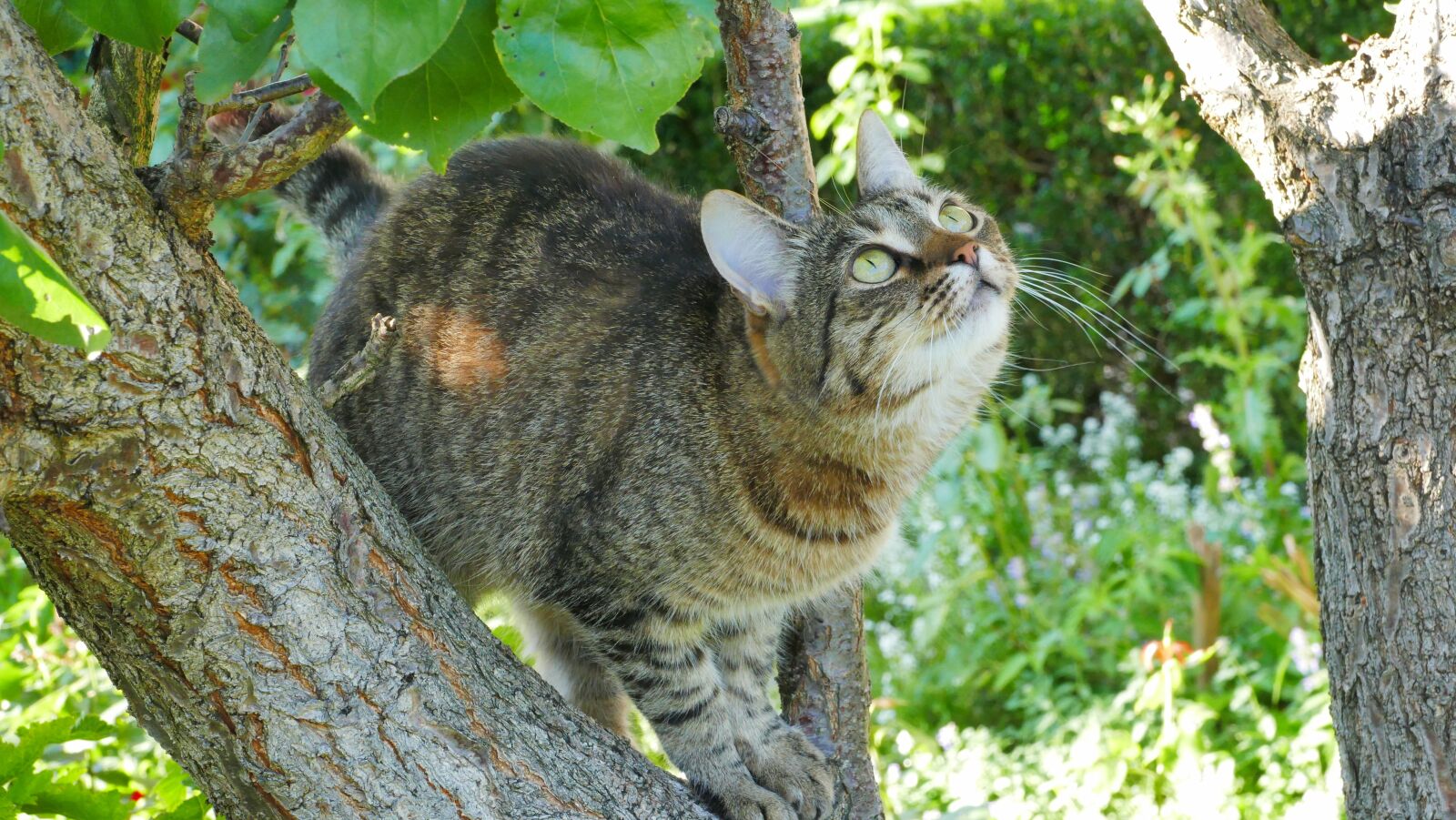 Panasonic Lumix DMC-FZ1000 sample photo. Cat, hunting, dachowiec photography