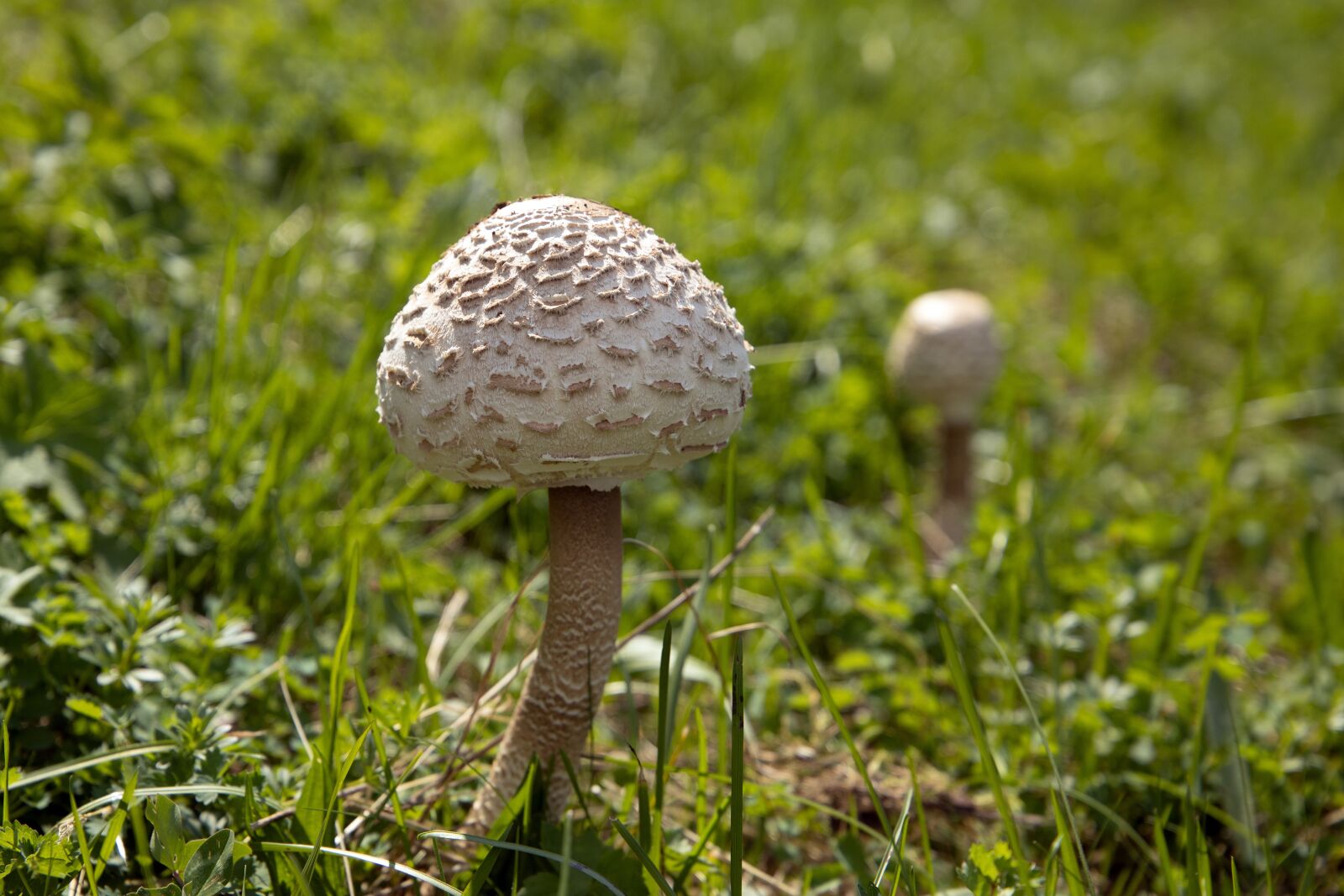 Canon EOS R sample photo. Mushroom, plant, nature photography
