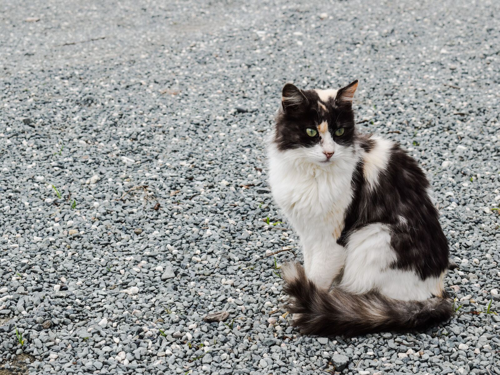 Nikon D3300 sample photo. Cat, stray, outdoor photography