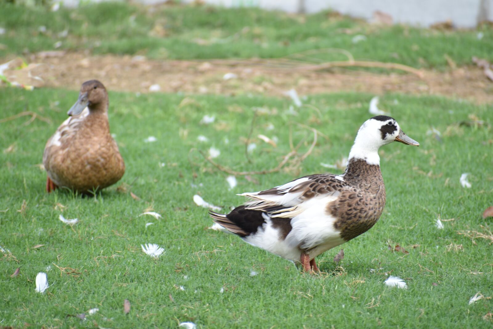 Nikon D5600 sample photo. Brown ducks, perching, bird photography