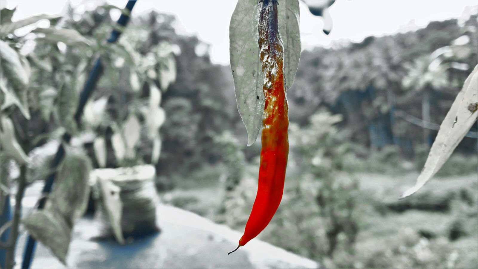 Samsung Galaxy S4 sample photo. Red chili, splash, nature photography
