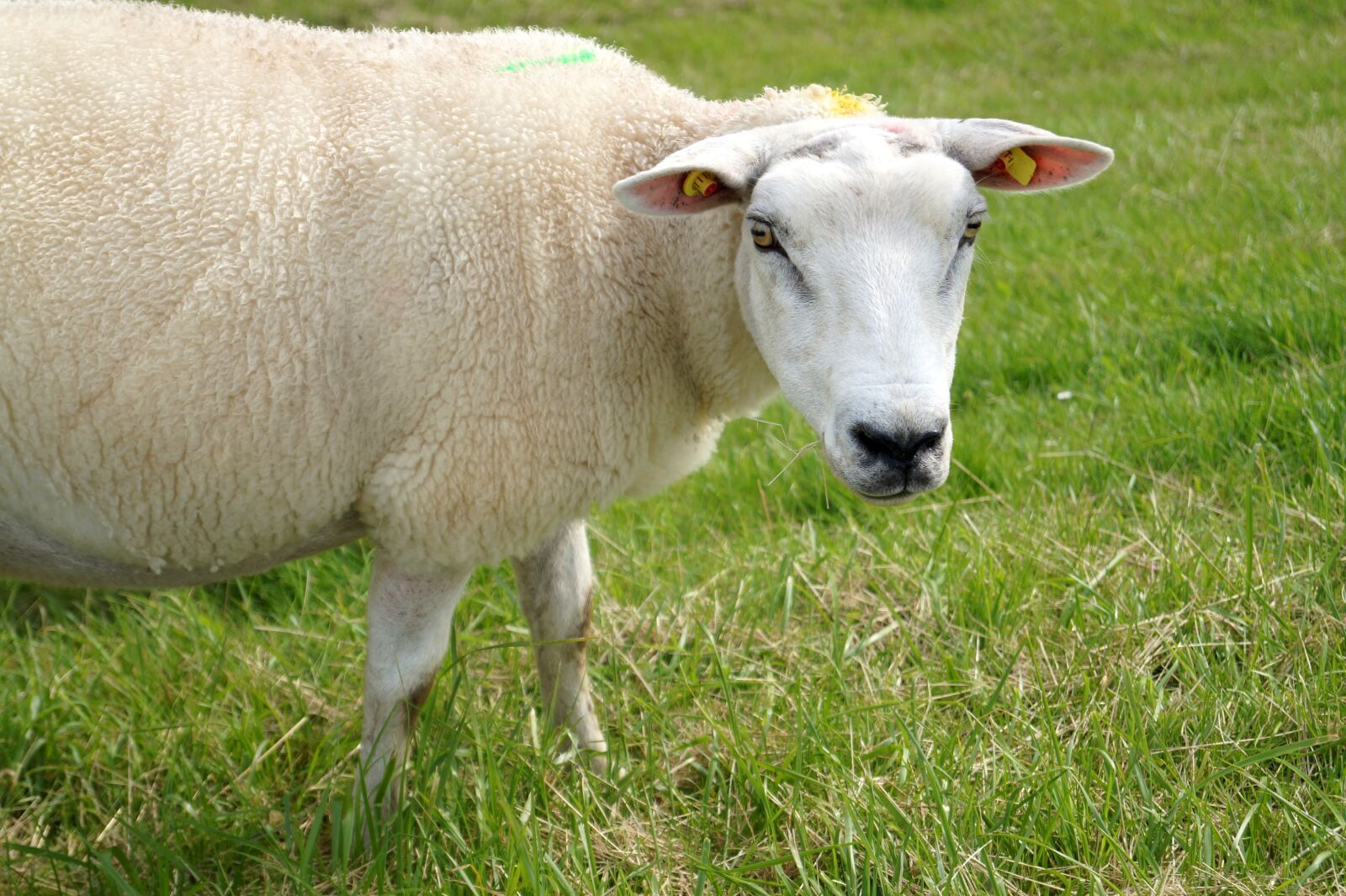 Sony DT 18-55mm F3.5-5.6 SAM II sample photo. Sheep, animal, wool photography