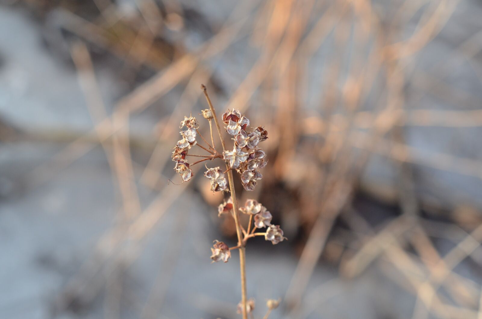 Nikon D7000 sample photo. Flower, pod, dry photography