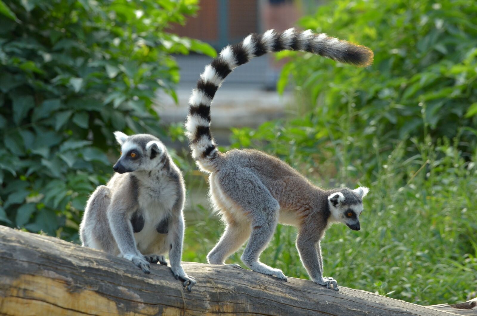 Nikon D7000 sample photo. Ring tailed lemur, zoo photography