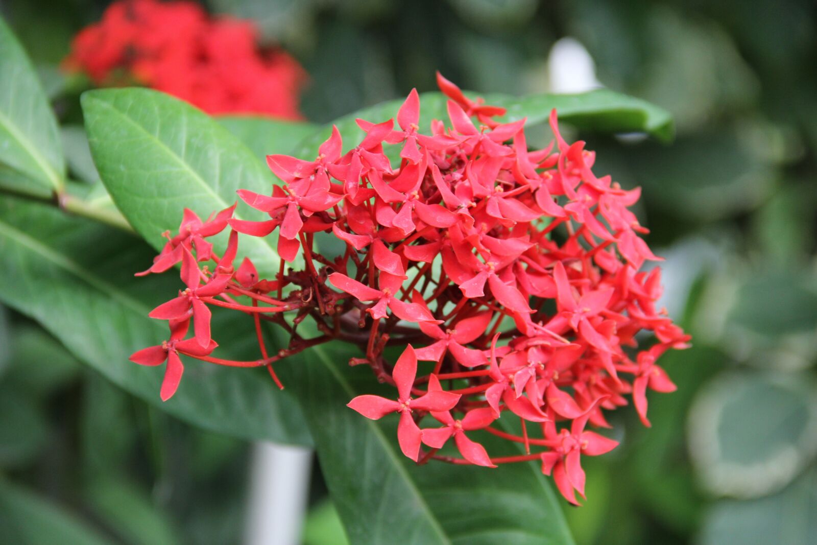 Canon EOS 60D sample photo. Flower, red flowers, nature photography
