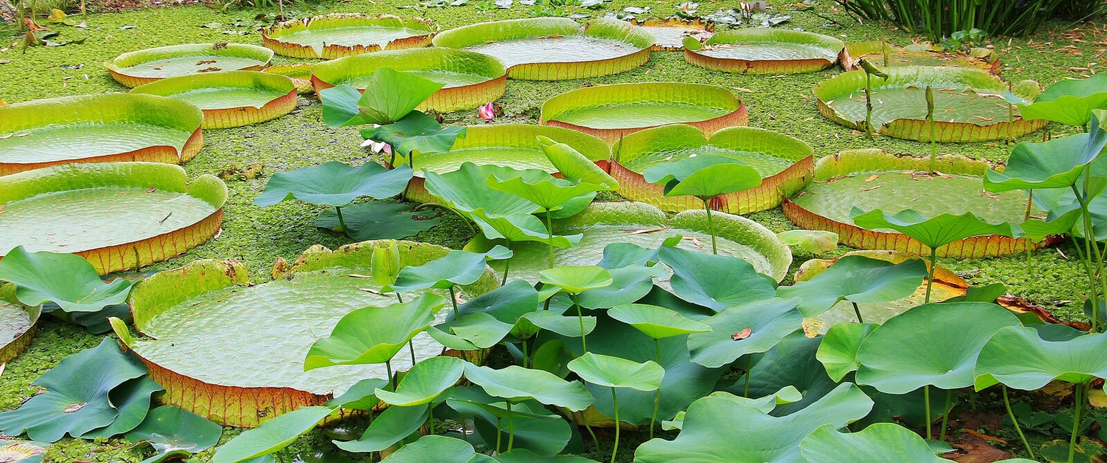 Canon EOS 550D (EOS Rebel T2i / EOS Kiss X4) sample photo. Lily pad, seerosen plate photography