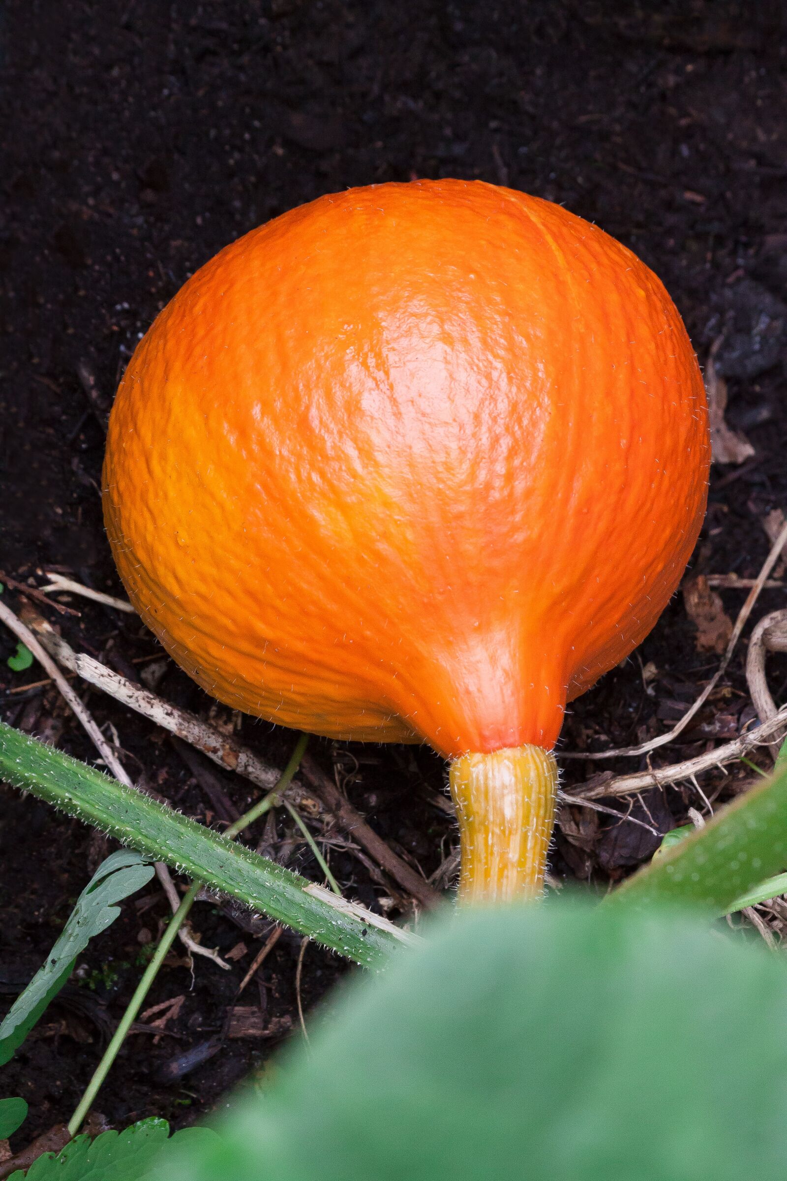 Canon EOS 50D sample photo. Pumpkin, hokkaido, vegetables photography