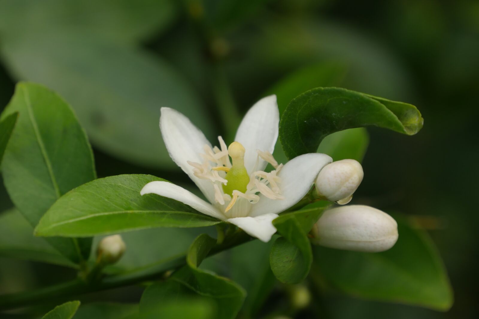 Panasonic Lumix DMC-GH4 sample photo. Lemon, flowers, nature photography