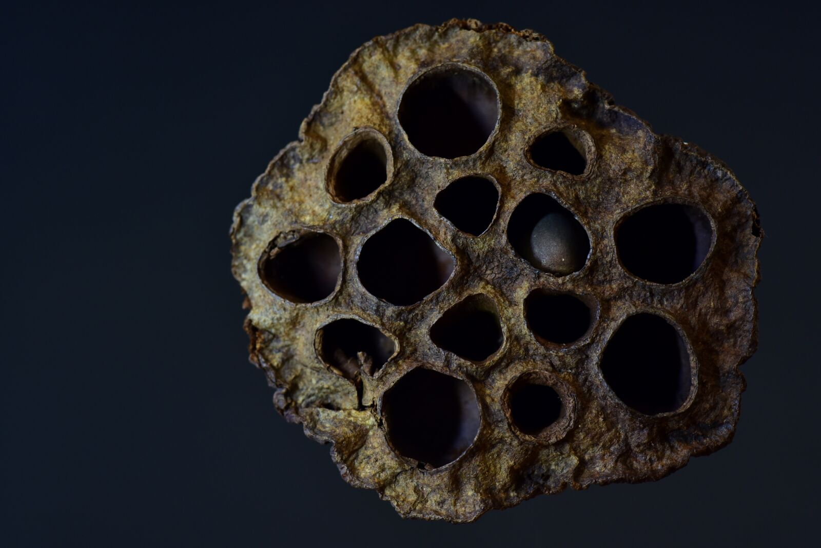 Nikon D750 sample photo. Lotus, seeds, lotus seed photography