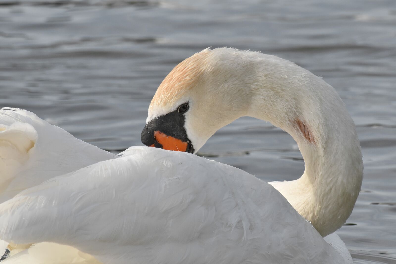 Nikon D5500 sample photo. Neck, wings, bird, swan photography
