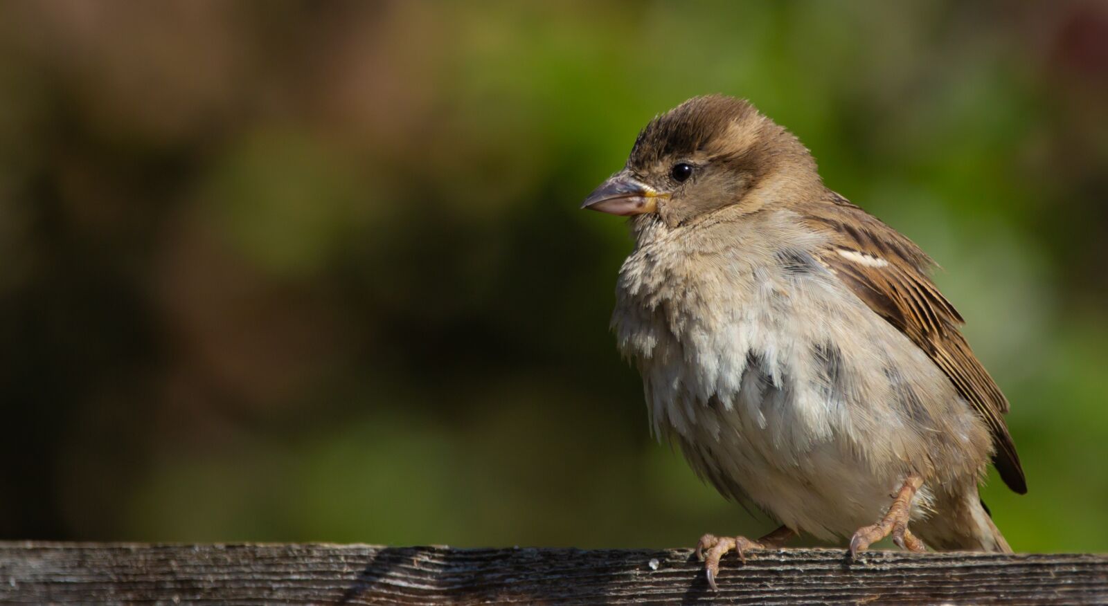 150-600mm F5-6.3 DG OS HSM | Contemporary 015 sample photo. Sparrow, garden bird, cute photography