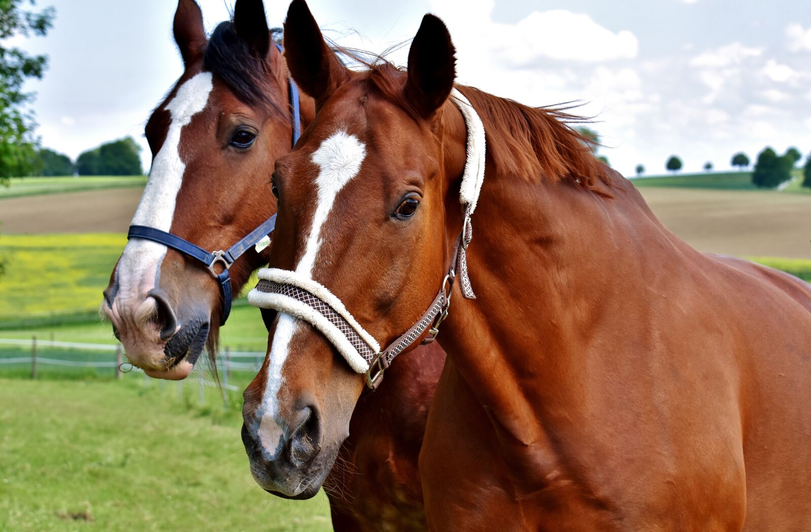 Nikon D7200 sample photo. Horses, for two, coupling photography