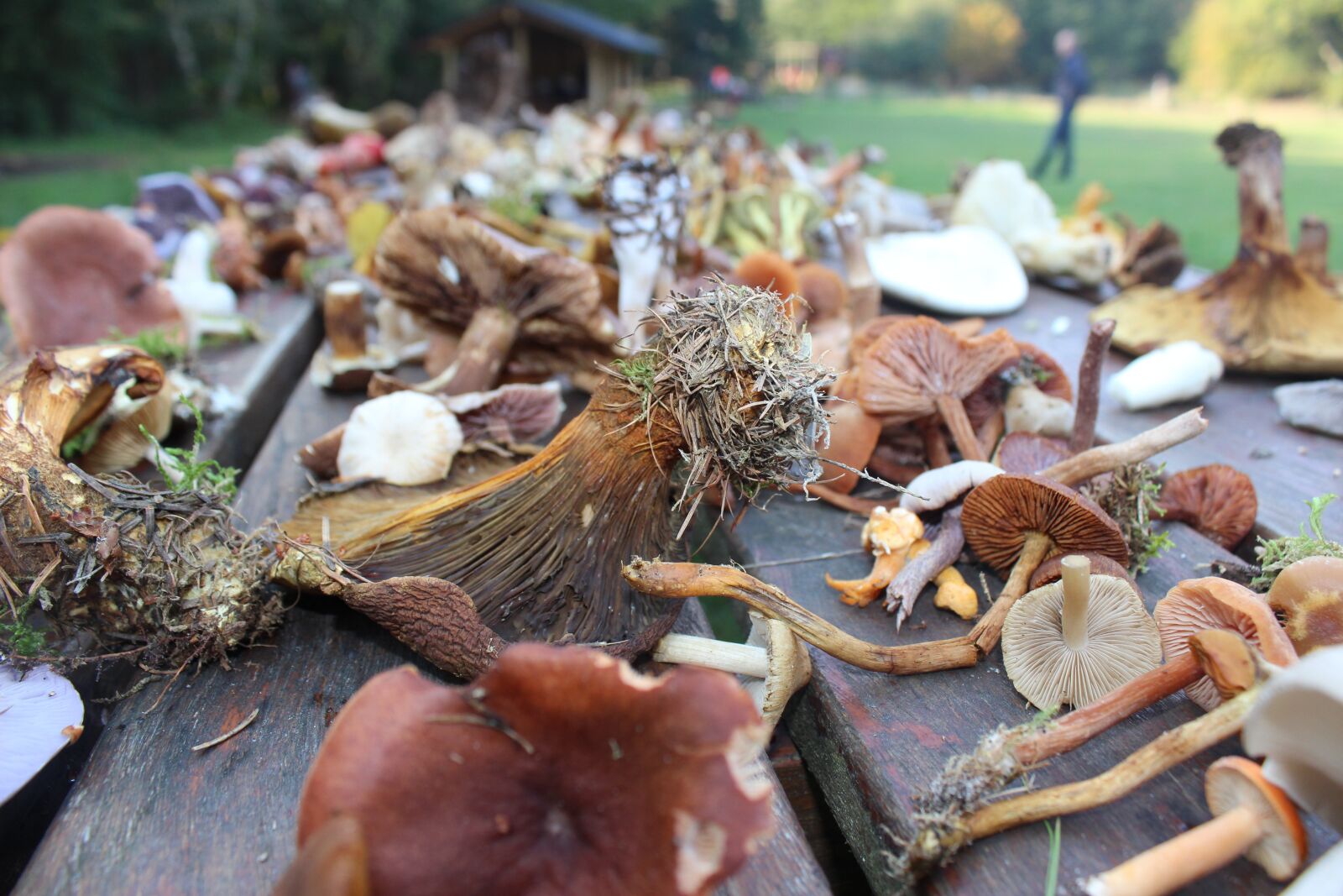 Canon EOS 600D (Rebel EOS T3i / EOS Kiss X5) sample photo. Mushrooms, autumn, thanksgiving photography