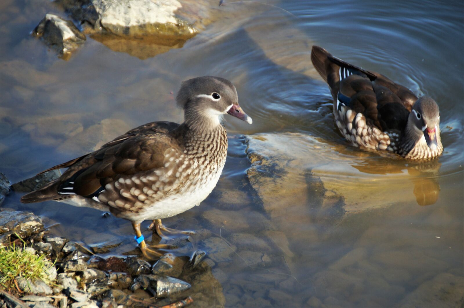 Sony SLT-A58 sample photo. Duck, mandarin, female photography