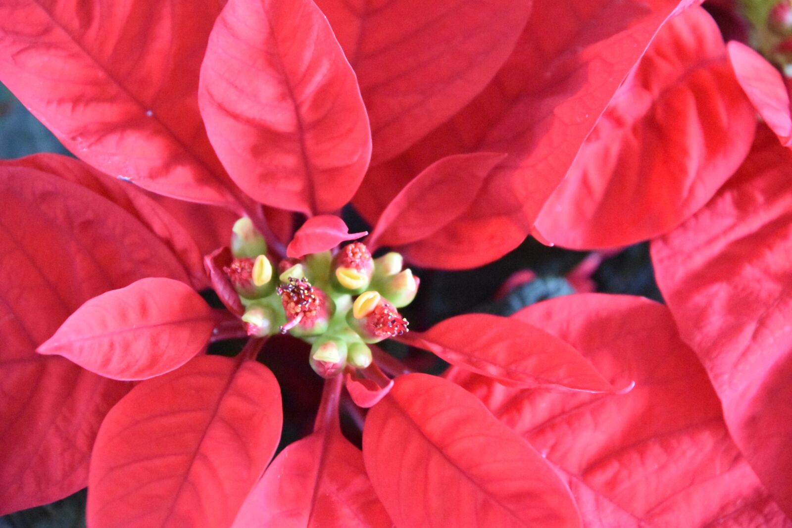 Nikon D5600 sample photo. Christmas, poinsettia, pink photography