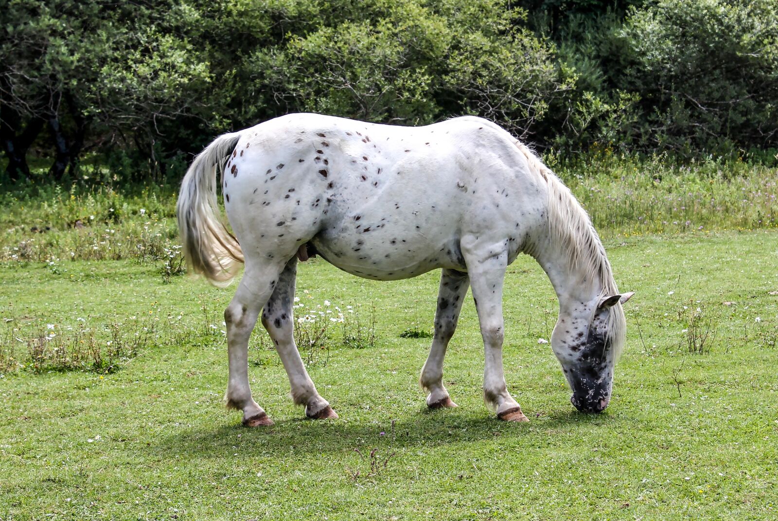 Canon EOS 550D (EOS Rebel T2i / EOS Kiss X4) sample photo. Horse, white, equine photography