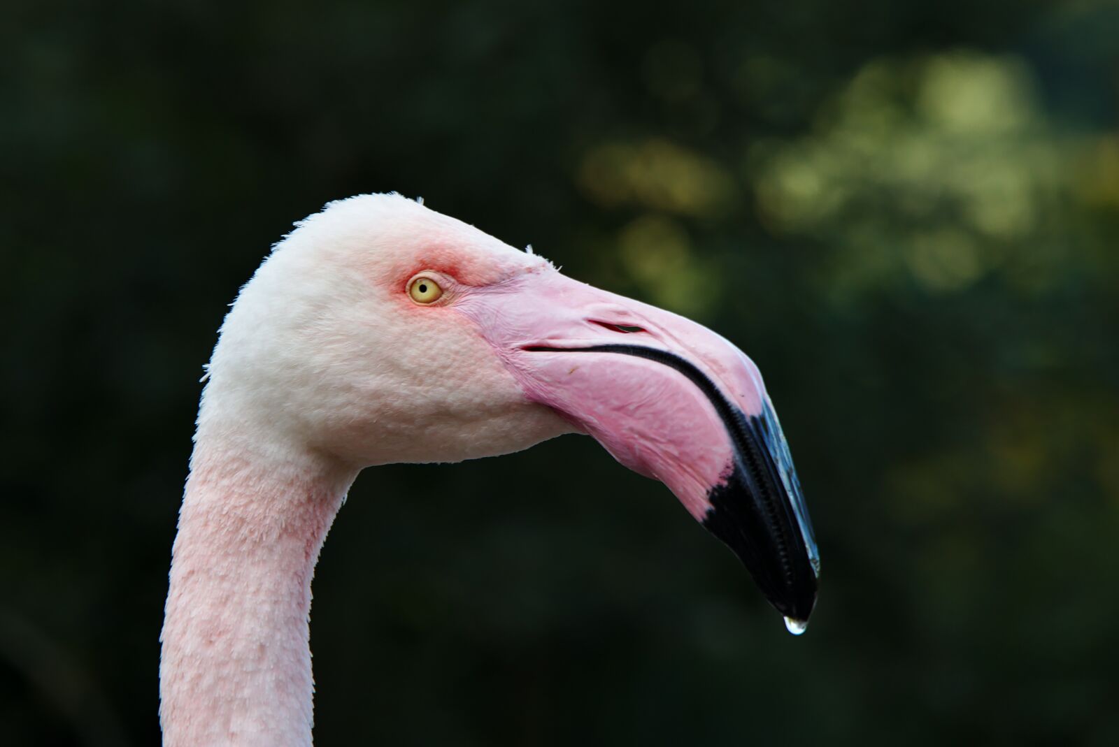 Canon EOS M5 sample photo. Bird, flamingo, pink photography