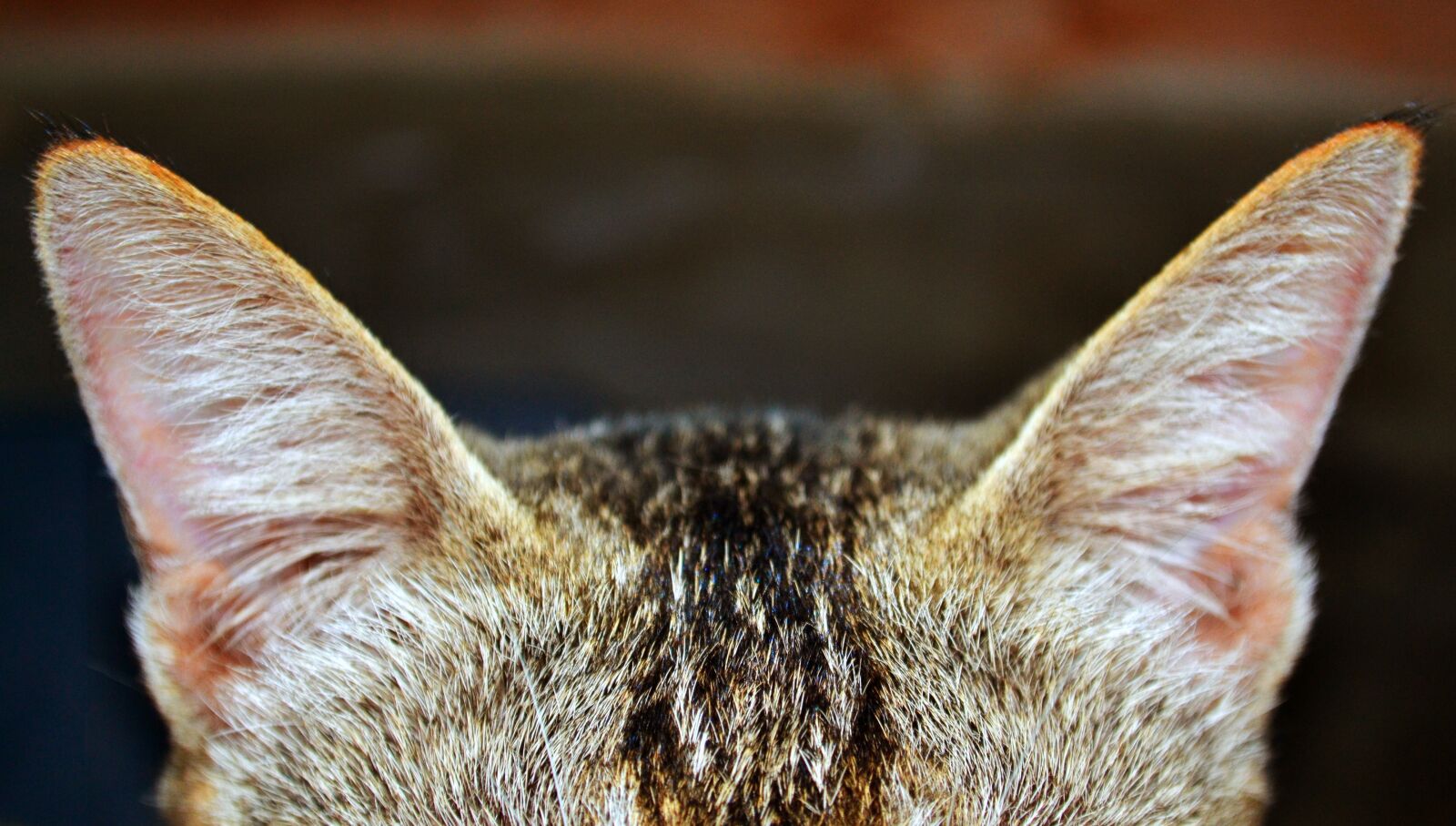 Nikon D3100 sample photo. Cat, ear, zoom photography