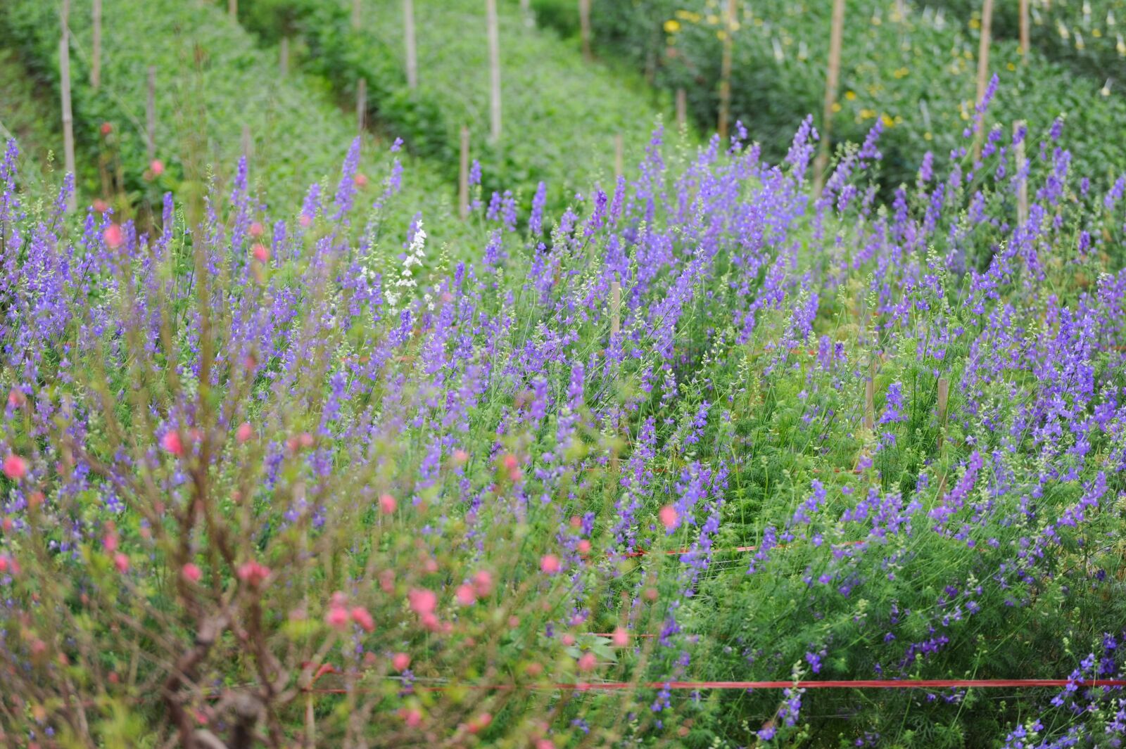 Nikon D700 sample photo. Garden, flowers, violet photography