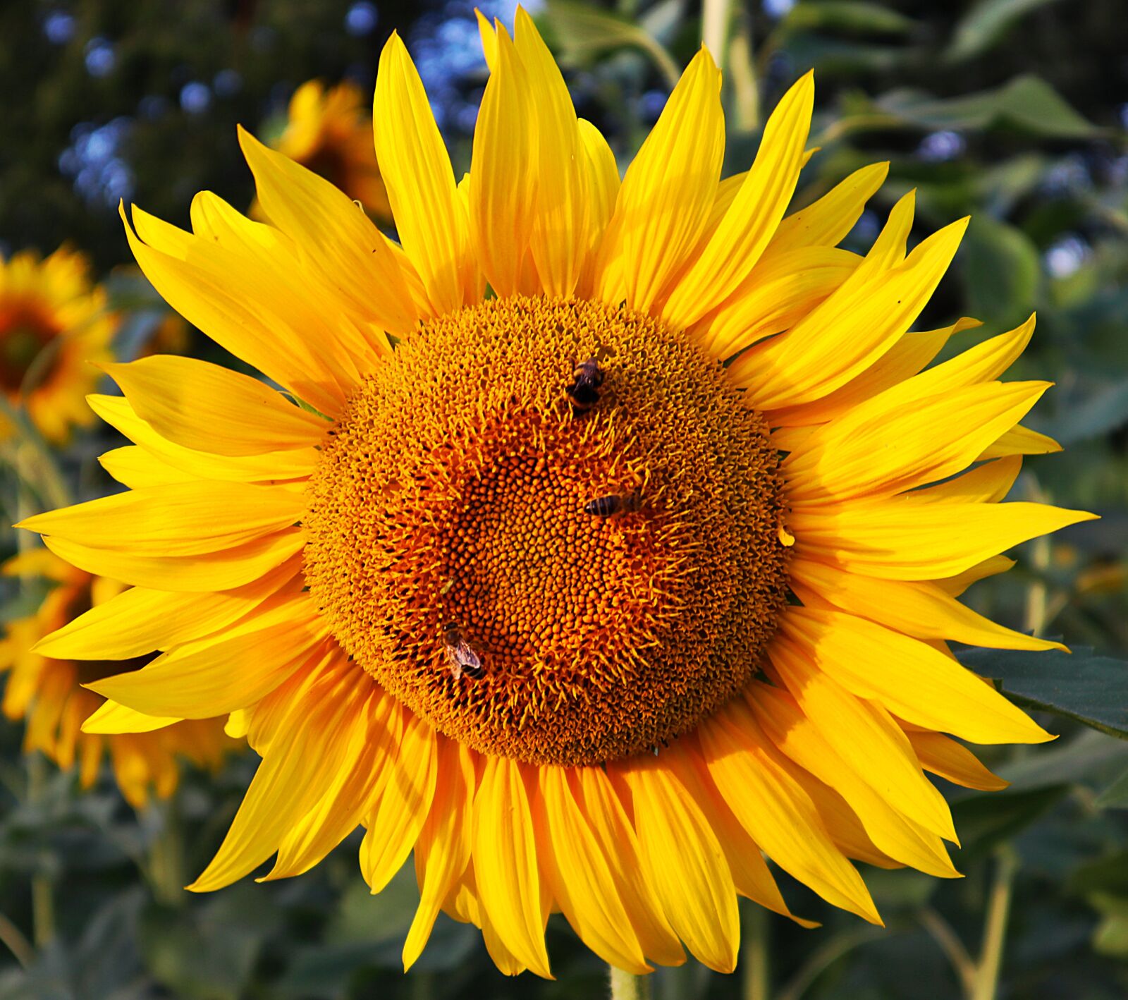 Canon EOS M50 (EOS Kiss M) sample photo. Sunflower, plant, yellow photography