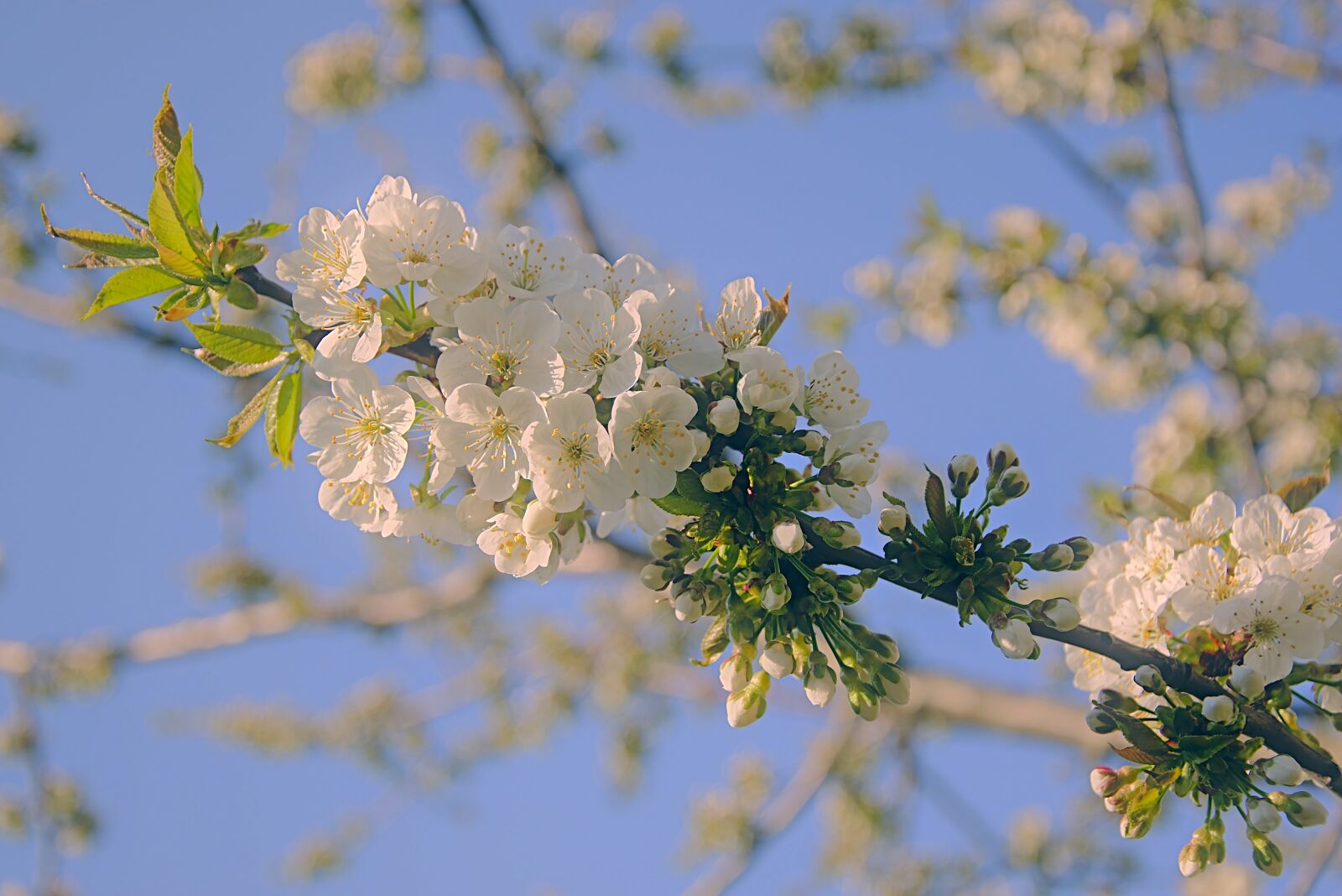 Nikon D5600 sample photo. Cherry blossoms, blossom branches photography