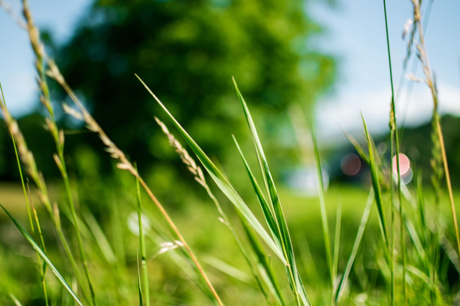Nikon D5500 sample photo. Green, grass, field photography
