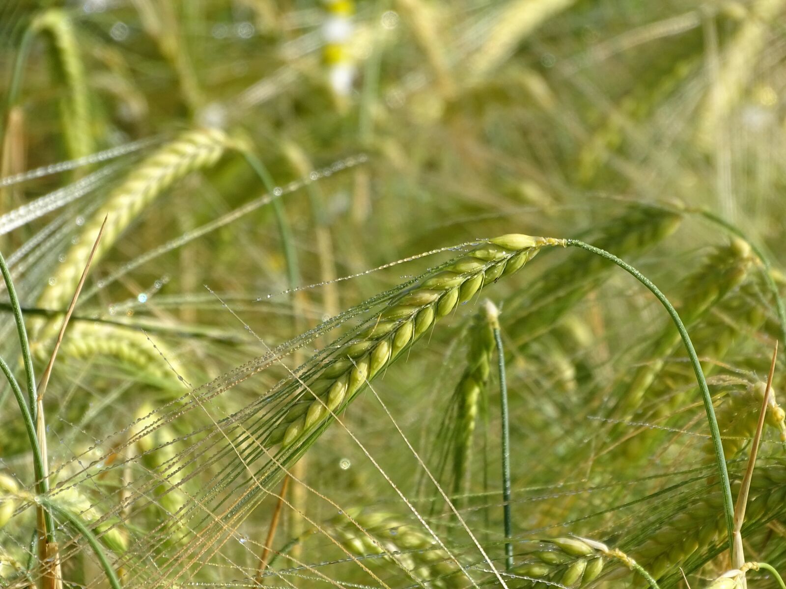 Sony Cyber-shot DSC-HX400V sample photo. Oberschönenfeld, summer, cereals photography