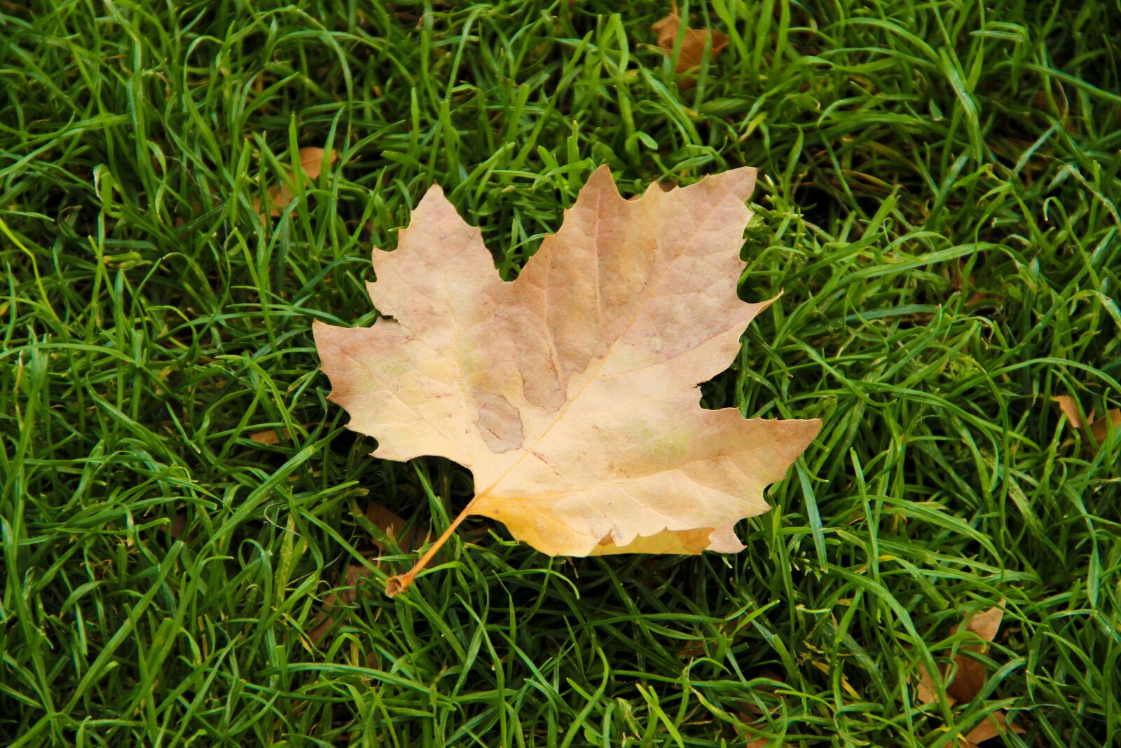 Canon EOS 600D (Rebel EOS T3i / EOS Kiss X5) + Canon EF-S 18-135mm F3.5-5.6 IS sample photo. Leaf, grass, nature photography