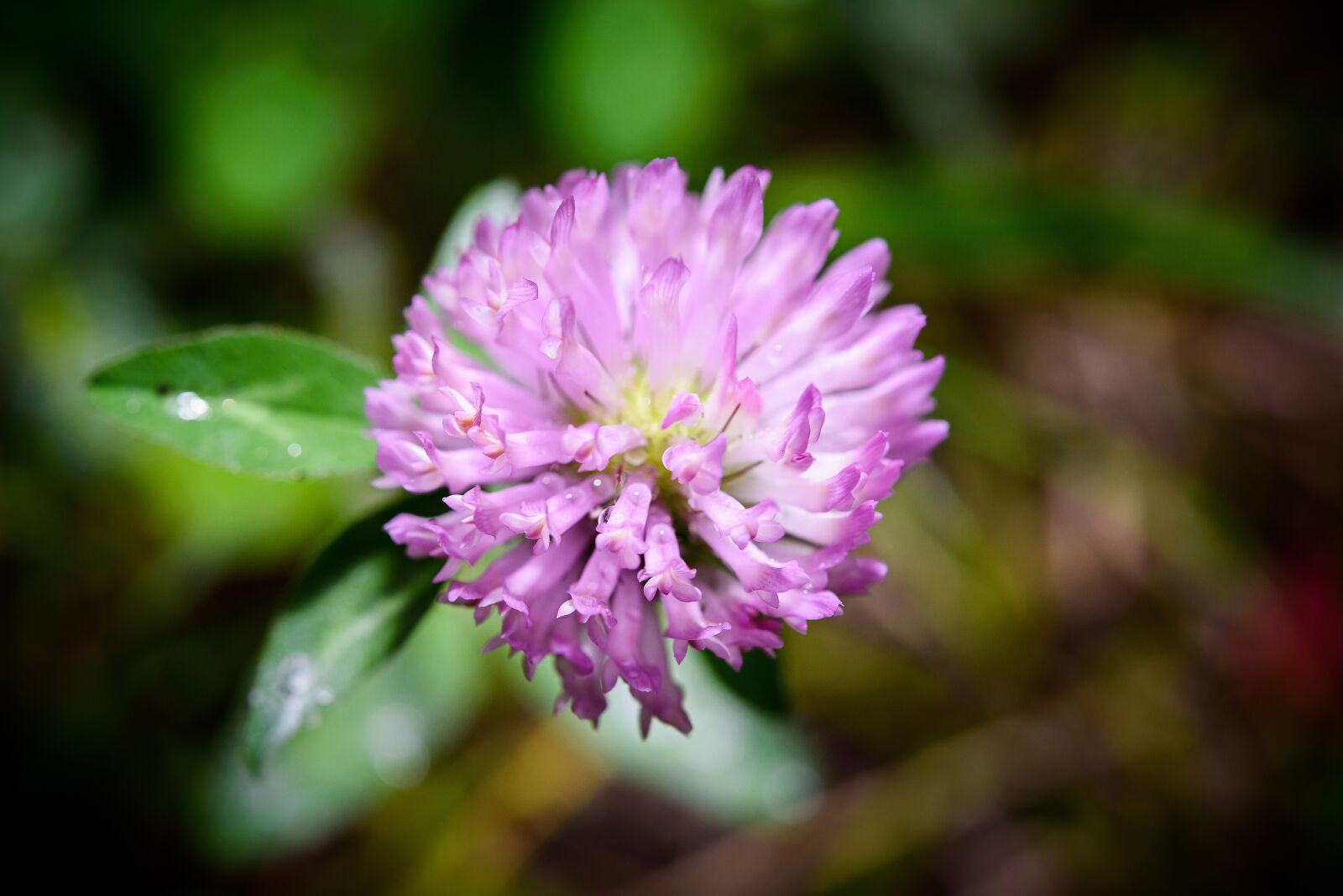 Nikon D750 sample photo. Macro shooting, flower photo photography