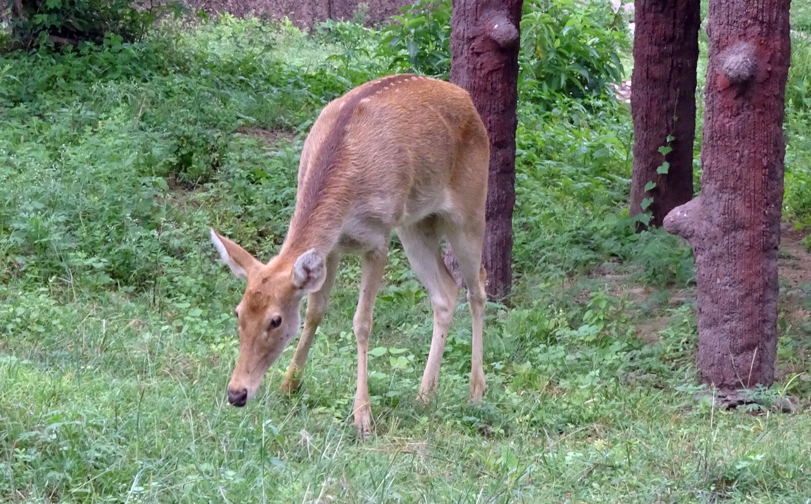 Sony Cyber-shot DSC-HX90V sample photo. Swamp deer, barasingha, female photography