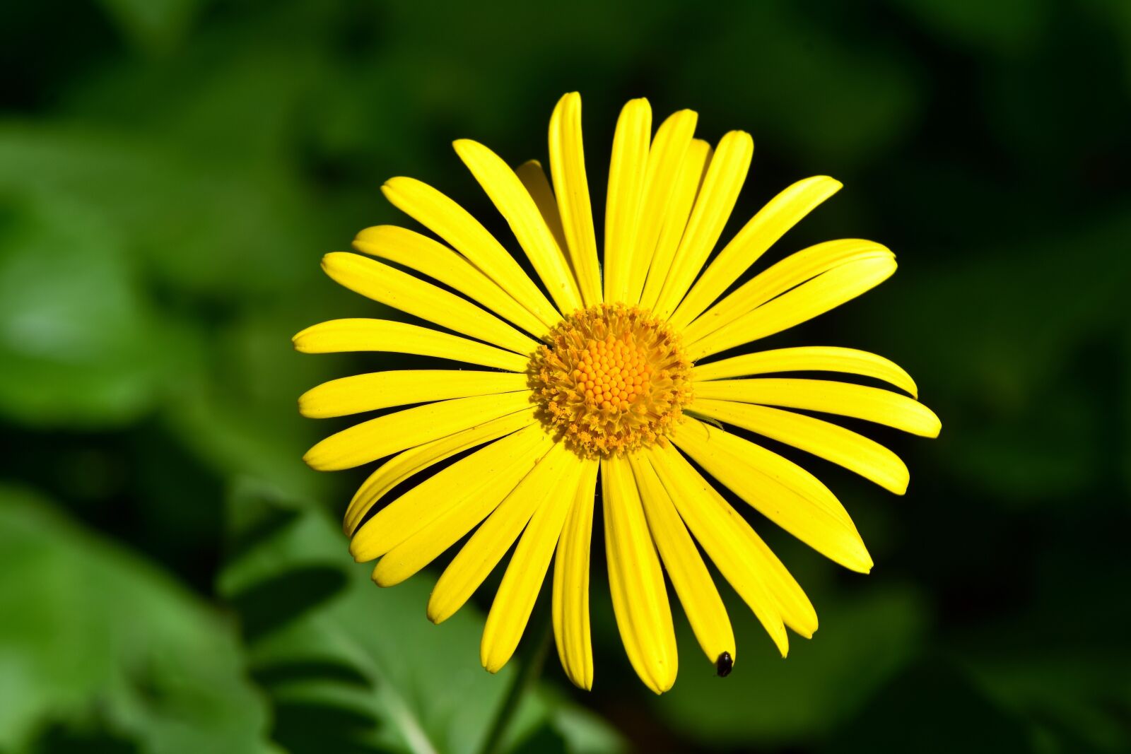 Nikon D7200 sample photo. Flower, balkan-gemswurz, doronicum orientale photography