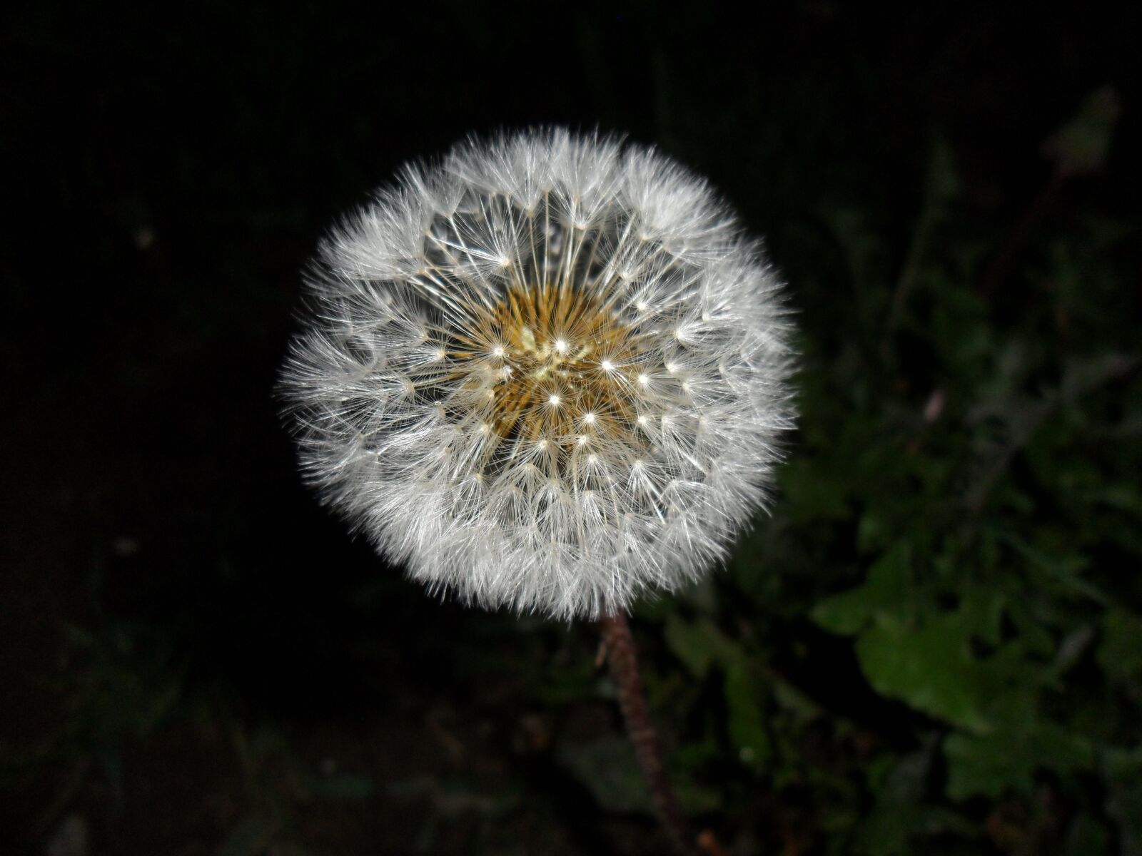 Samsung ES65, ES67 / VLUU ES65, ES67 /  SL50 sample photo. Flower, dandelion, nature photography