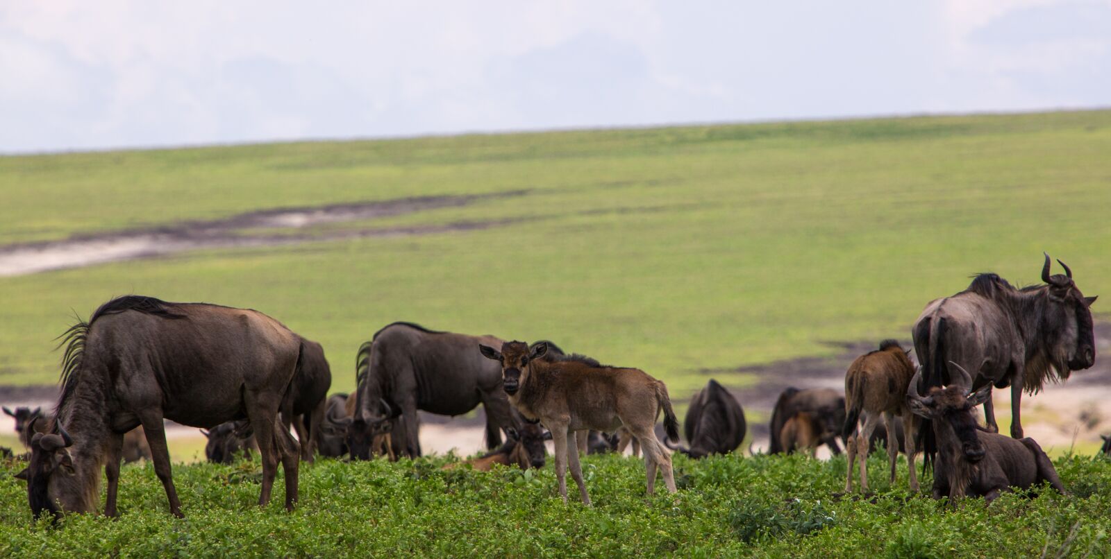 Canon EF 70-200mm F2.8L IS USM sample photo. Ngorongoro conservation area, tanzania photography