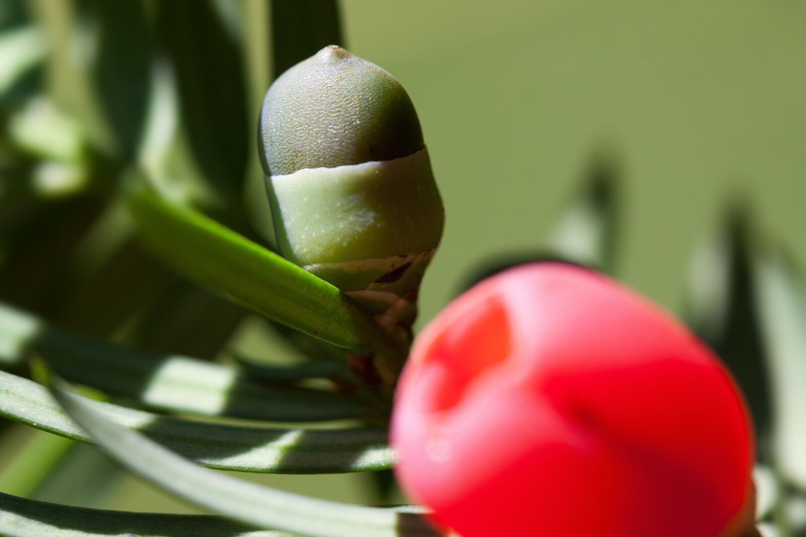 Canon EOS 50D sample photo. Yew, taxus, plant photography