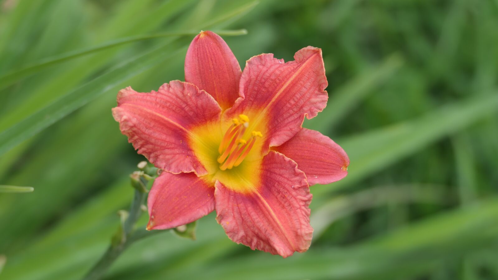 Panasonic DC-FZ10002 sample photo. Lily, flower, plant photography