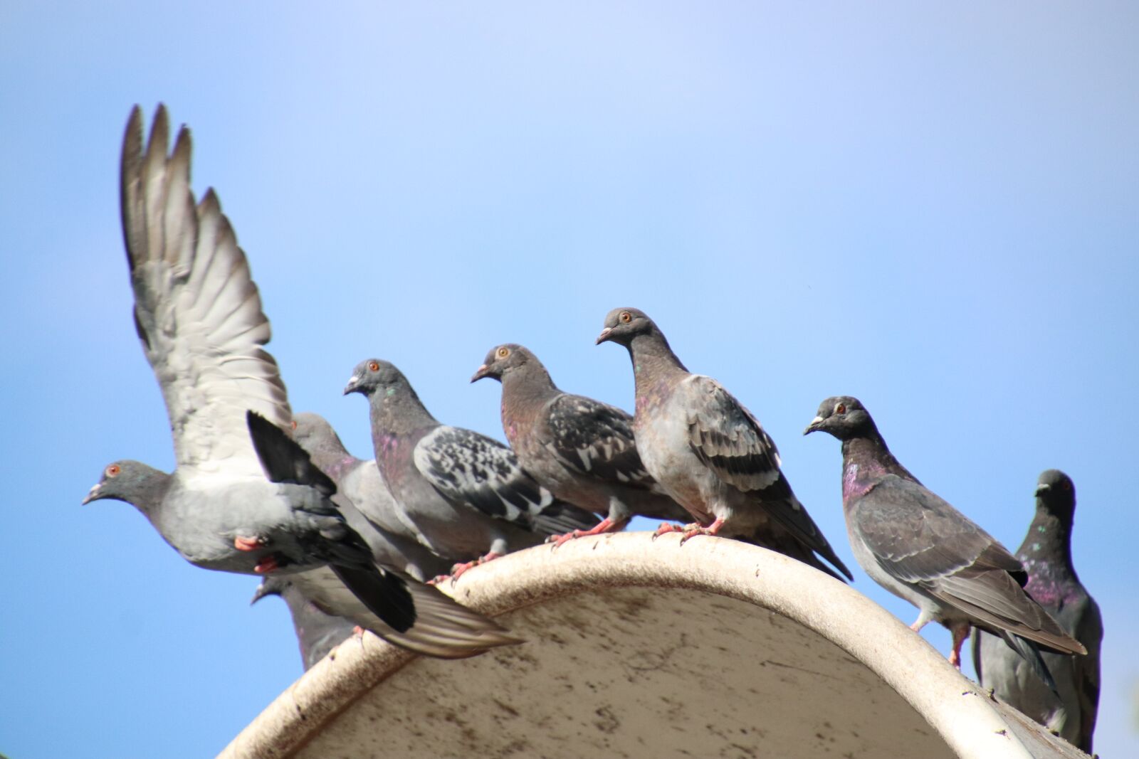 Canon EOS 800D (EOS Rebel T7i / EOS Kiss X9i) sample photo. Pigeons, birds, familiar photography