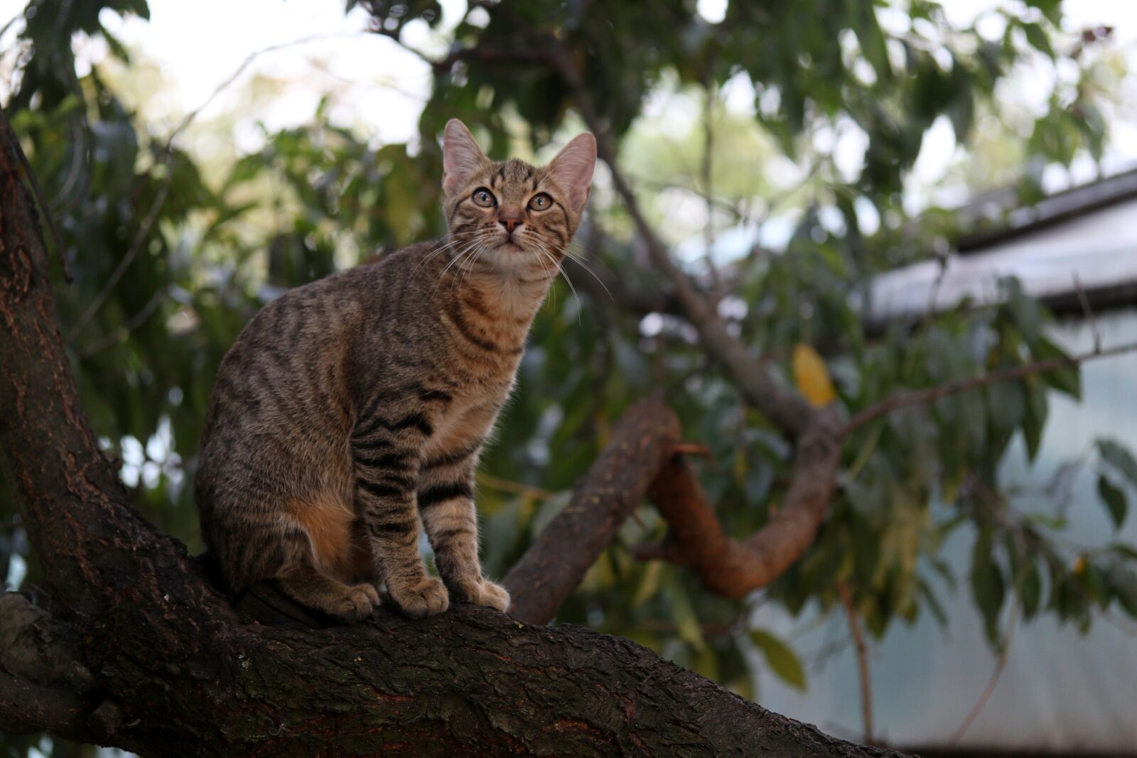 Canon EF-S 60mm F2.8 Macro USM sample photo. Cat, small, cute photography