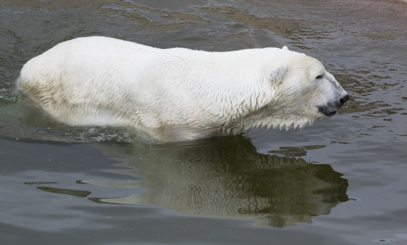 Canon EF 100-400mm F4.5-5.6L IS USM sample photo. The polar bear, swim photography