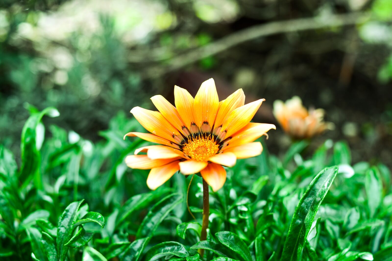 Nikon D3400 sample photo. Beautiful flower, nature, petals photography