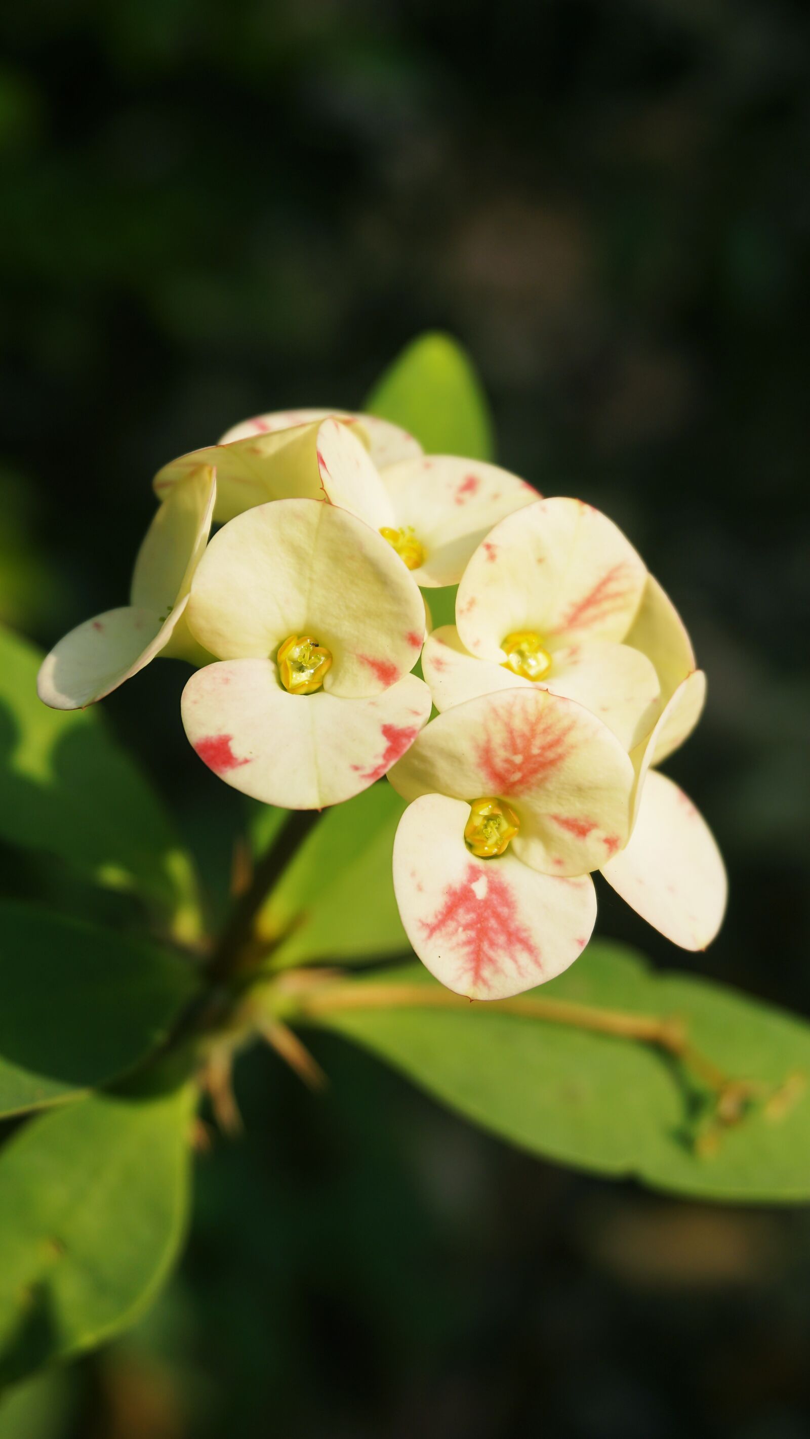 Sony E 16-50mm F3.5-5.6 PZ OSS sample photo. Flowers, eight immortals, garden photography